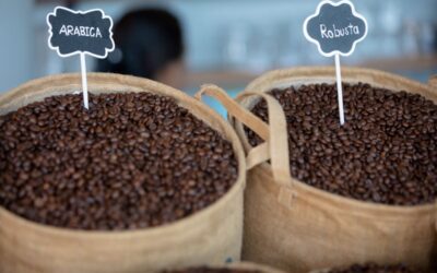 Caffè arabica o robusta? Caratteristiche e differenze