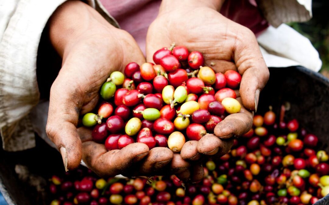 coltivazione del caffè