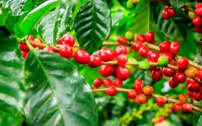 Pianta di Caffè: Origini, Coltivazione e Curiosità